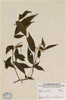 藏品(密花五月茶)的圖片